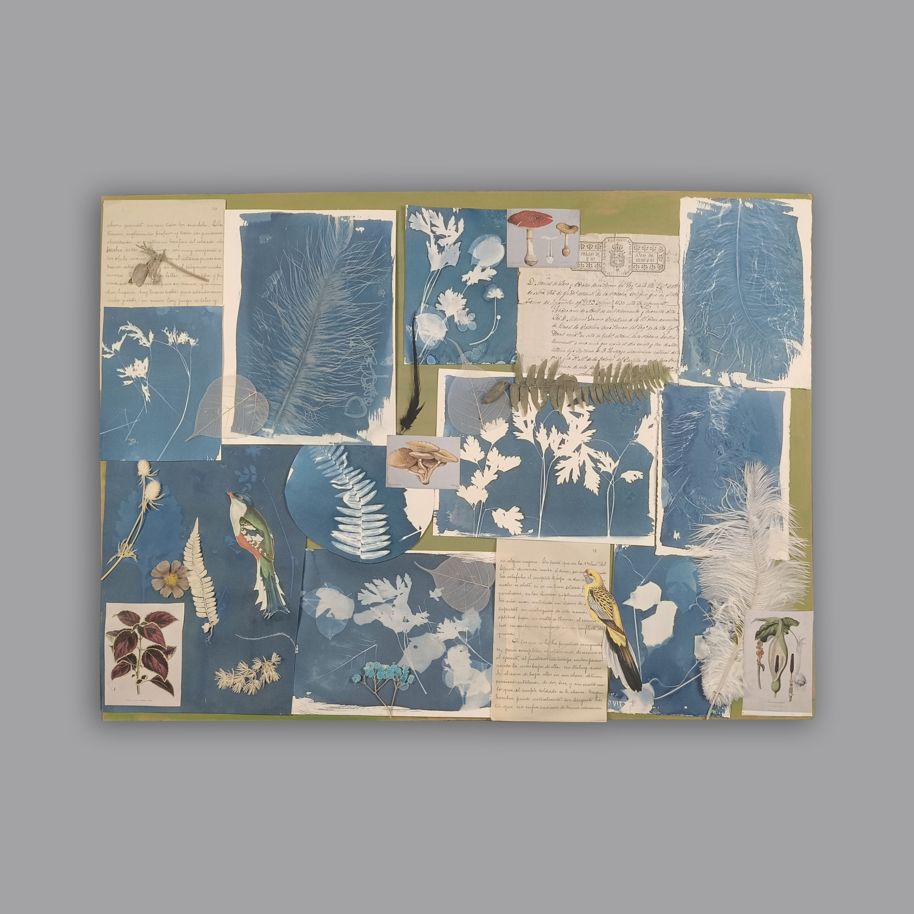 Gabriela Montesinos. Sin título. Collage y cianotipia