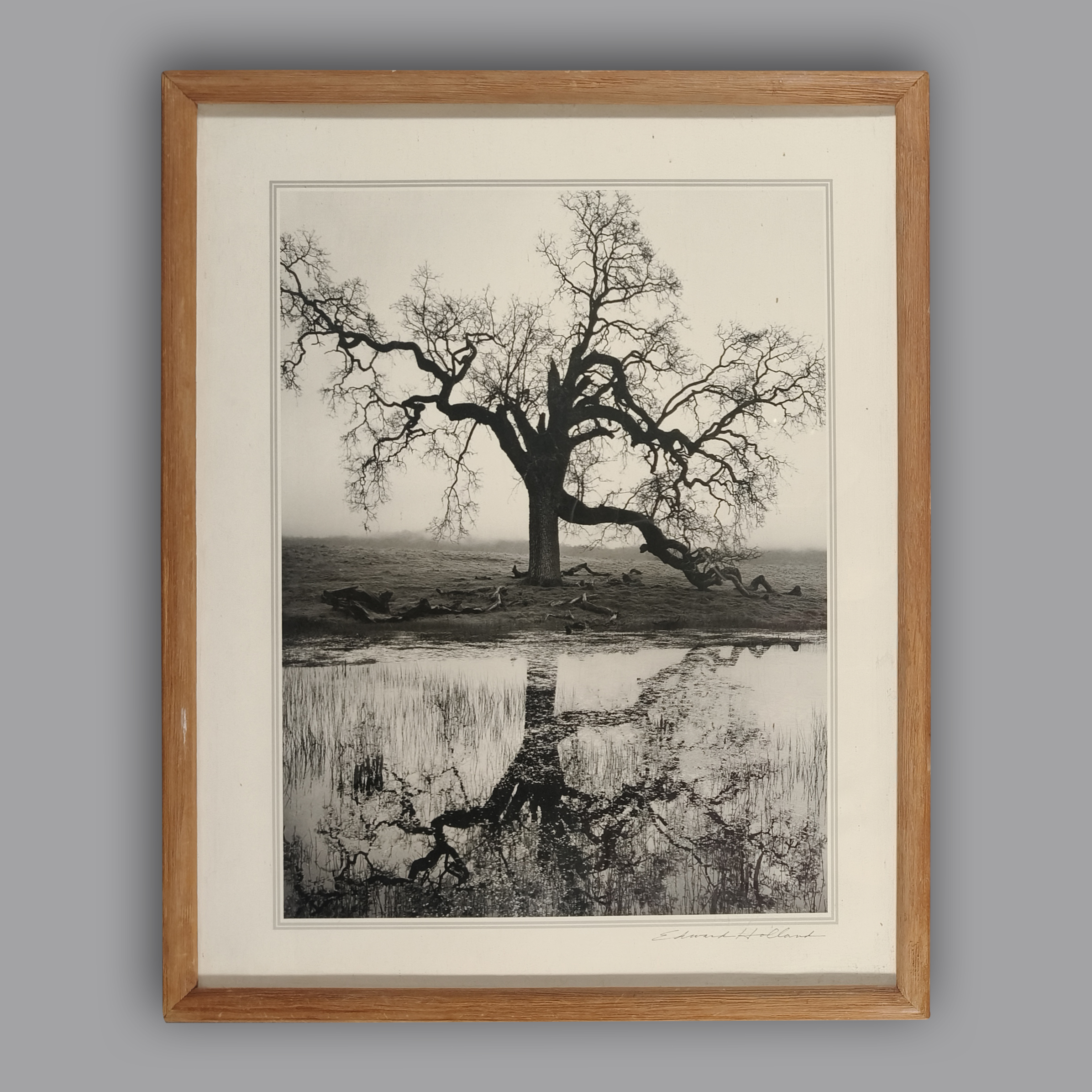 Edward Holland. Lonely Tree. Fotografía